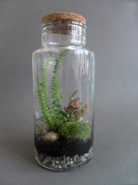 20 vlhkomilne terarium 01